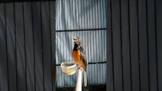 Download Lagu Murai batu trotol termahal MP3