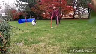Ruby Starting agility class ( 9 months old)