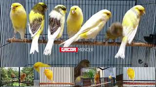 PANCINGAN Kenari BETINA Cuit Cuit dan Gacoran Kenari Yorkshire | Dijamin Kenari Lain Ikut Gacor !!