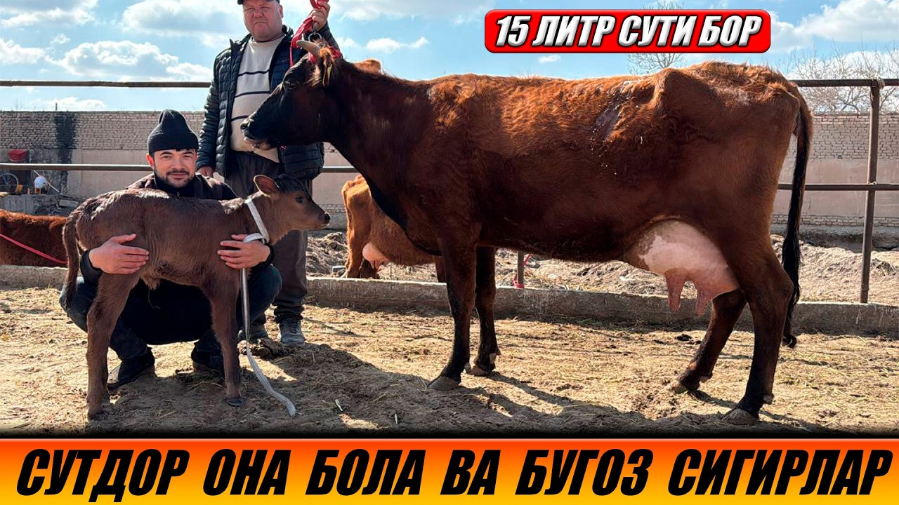 СУТДОР ОНА БОЛА ВА БУГОЗ СИГИРЛАР АРЗОН НАРХДА ИСЛОМБЕК 05-03-2026