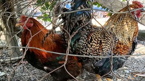 người dao Lâm Đồng ôn tập chạy rùa 01 tết 2025