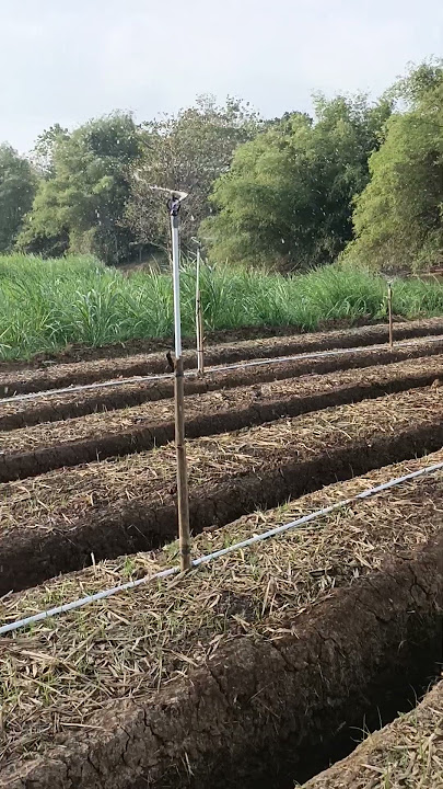 Sidak pak Dir..siap lapan anam pak🤟#wonogiri #organic #farming #bawangmerah #handonowarih