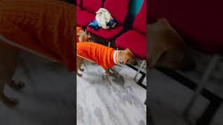 #mydesi#pyaredoggos#❤️❤️❤️