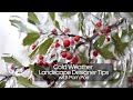 Cold Weather Designer Tips