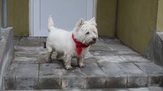 West Highland White Terrier (Westie) Bobby. Premonition of spring