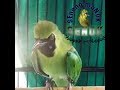 Jenis Burung Terpopuler Mp3 - Mp4 Download