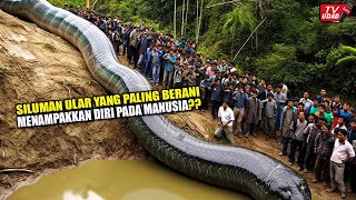 Inilah Wujud Ular Raksasa 80 Meter Di Pedalaman Hutan Kalimantan!! Banyak Warga Melihatnya Langsung