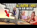 Alligator Loose in Our House!!