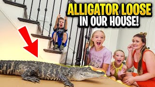 Alligator Loose in Our House!!