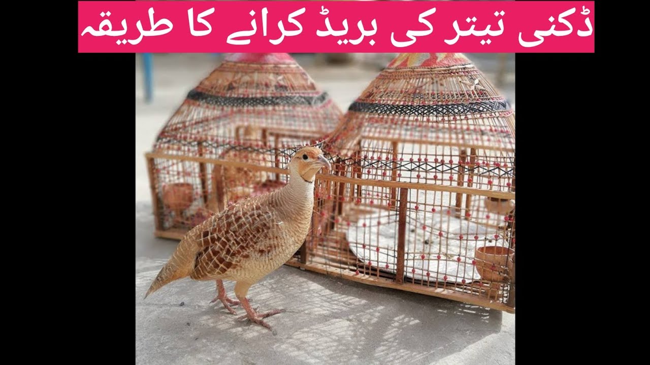 ڈکھنی تیتر کی معلومات ڈکھنی تیتر کا بریڈنگ کرانے کا طریقہ کار