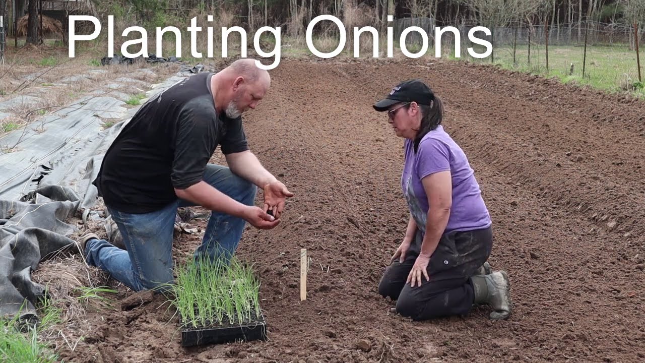 Planting Onions And Potatoes' In Garden & Raised Beds YouTube