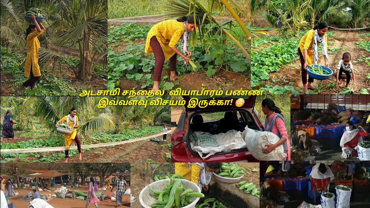 பீர்க்கங்காய் அறுவடை செய்யலாம்|சந்தையில் ஒருநாள் அனுபவம்|vegetable harvesting|market experience