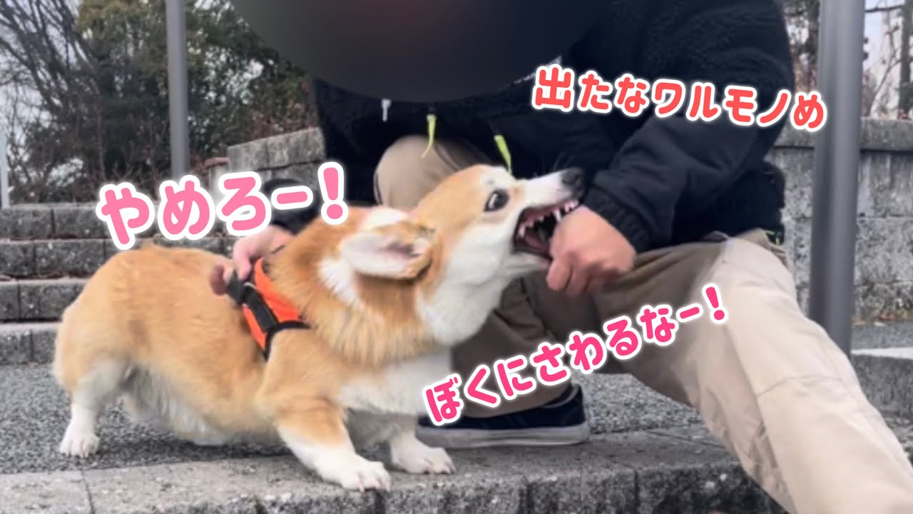 階段が降りられないから抱っこしてあげようとするが大暴れで拒否るコーギー犬！