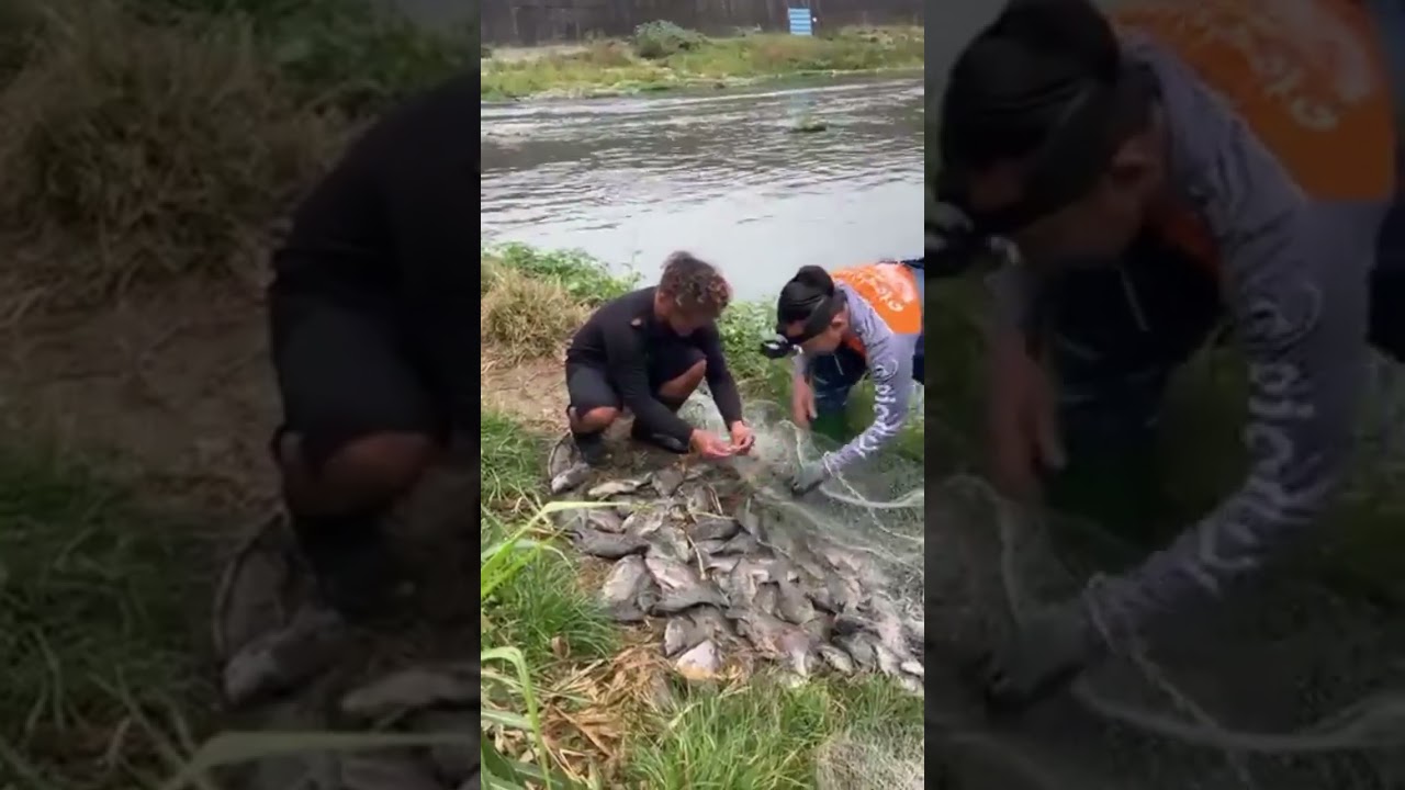 👉👍🦈Unbelievable net fishing , lost of fish catching . Traditional net fishing skill