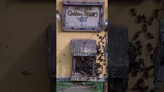 Dr Leo&#39;s Layens Hive March honey bee season kicking off in the uk
