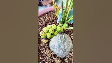 Độc Lạ Sóc Trăng Cây Dừa 3 Tháng Đã Ra  Buồng Trái.!