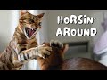 Bengal cat and abyssinian kitten become best friends in a few days  ep 22