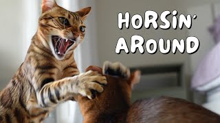 Bengal cat and Abyssinian kitten become BEST FRIENDS in the first week of meeting | Ep 22