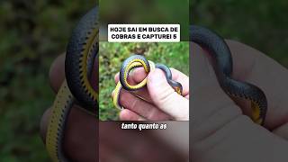 Hoje capturei 5 cobras #curiosidades #vocesabia #documentário
