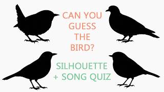 Can You Name These Garden Birds?  | Silhouette & Birdsong Quiz