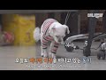 벤자멍 버튼의 시간은 느리게 간다.. 물 마시러 갈때만 자체 슬로우모션되는 강아지🙊l Dog Goes Slow Motion Only On Her Way To Drink Water