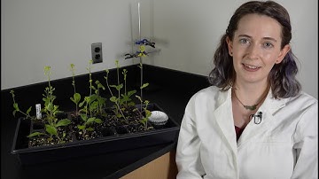 How to: Measure Net Primary Productivity in an Ecosystem Using Biomass