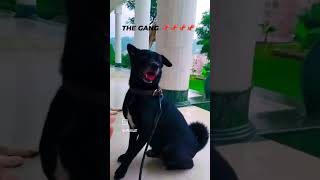 THE GANG#viralvideo #music#funny