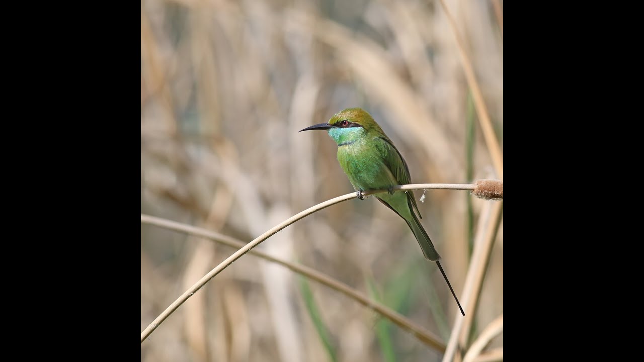 Asian green-bee eater