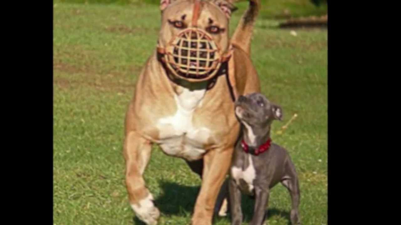 top three biggest pitbulls in the world