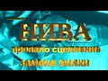 НИВА пропало сцепление. Замена вилки без снятия КПП. Проблемы и трудности замены.