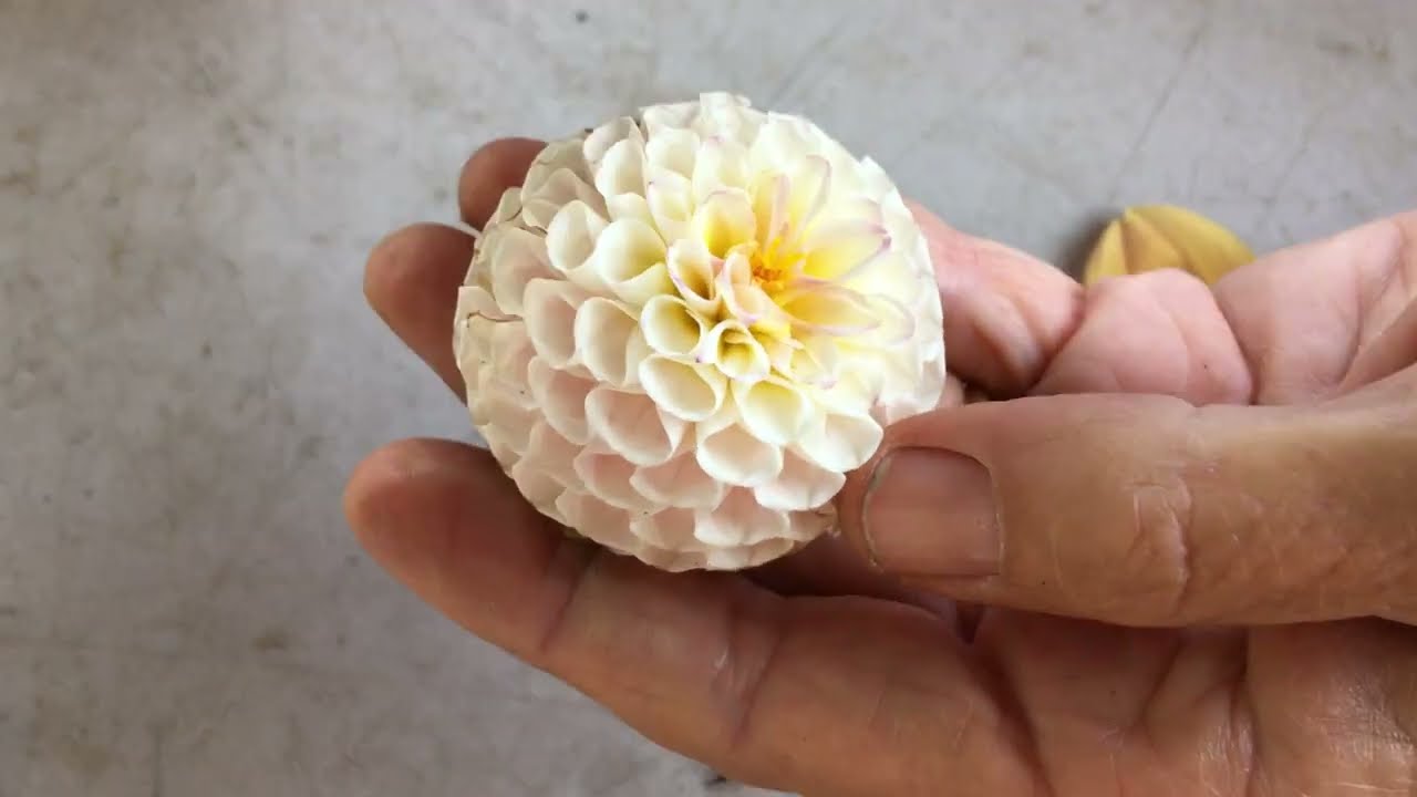 117. Taking Apart Seed Heads and Comparing Singles & Doubles.