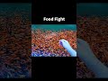 food fight #pets #fish