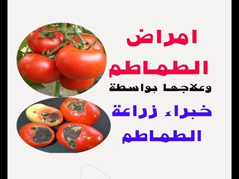 امراض الطماطم وعلاجها بواسطة خبراء زراعة الطماطم   How To Grow Tomatoes without Diseases