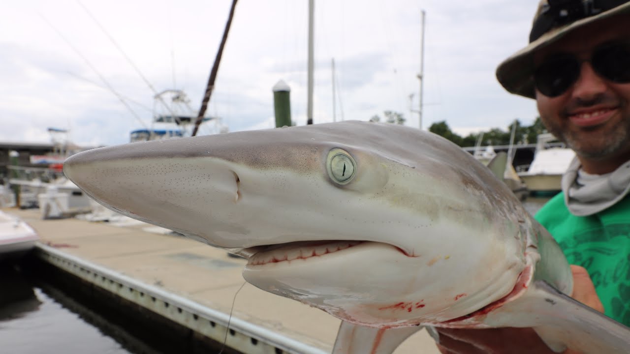 (Graphic! ) Catch And Cook : Blacktip Shark - Blackened, Smoked And Grilled!