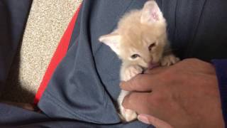 嬉しそうにお父さんの膝の上で戯れる子猫　　The kitten which plays on a knee joyfully