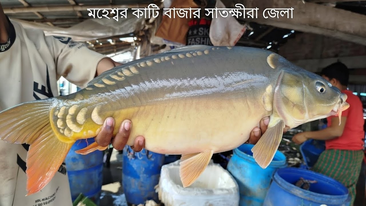 আজকে শনিবারী বাজার কোন মাছের কিরকম দাম যাচ্ছে আপনারা সরাসরি ভিডিওর মাধ্যমে দেখতে পারবেন আমাদের বাজার