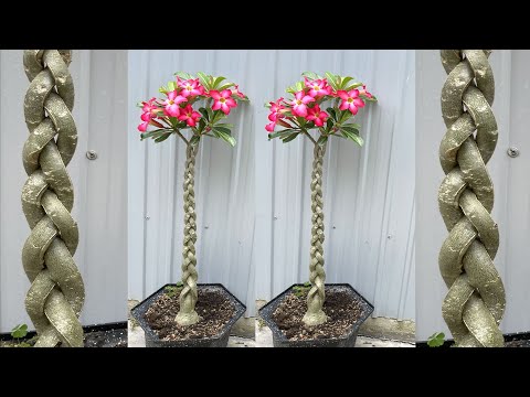 Videó: Braided Hibiscus Care – Hogyan alakítsunk ki egy fonott hibiszkuszfát