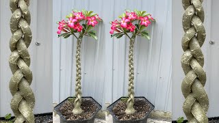 How to shape porcelain tree | How to bend Adenium bonsai