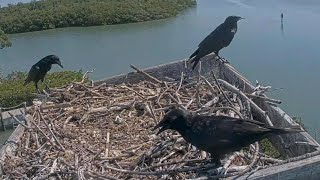 Captiva Osprey Cam | LittleO arrrive to protect home from crow | My 19, 2022