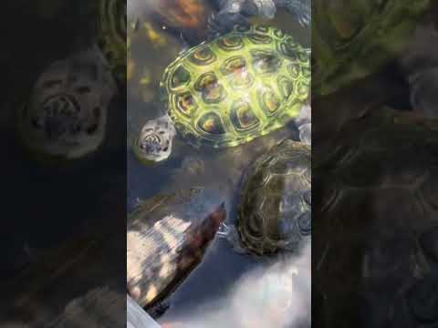Video: Var bor sköldpaddor?