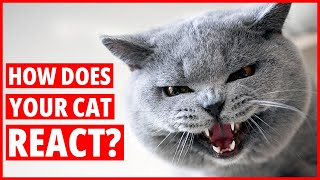 Angry Cat Sounds and Cat Hissing Compilation