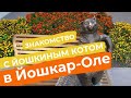 Знакомство с йошкиным котом в Йошкар-Оле