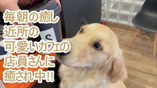 毎朝の癒し、カフェの可愛い店員さん！ゴールデンレトリバーティト。goldenretriever