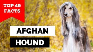 99% of Afghan Hound Owners Don't Know This