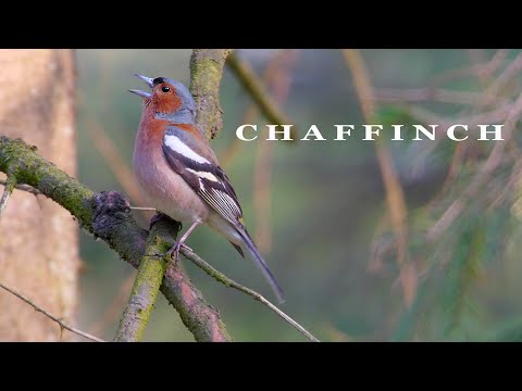 Video: Chaffinch huishi kwa muda gani?