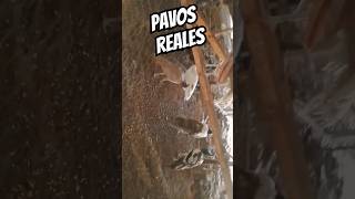 PAVOS REALES