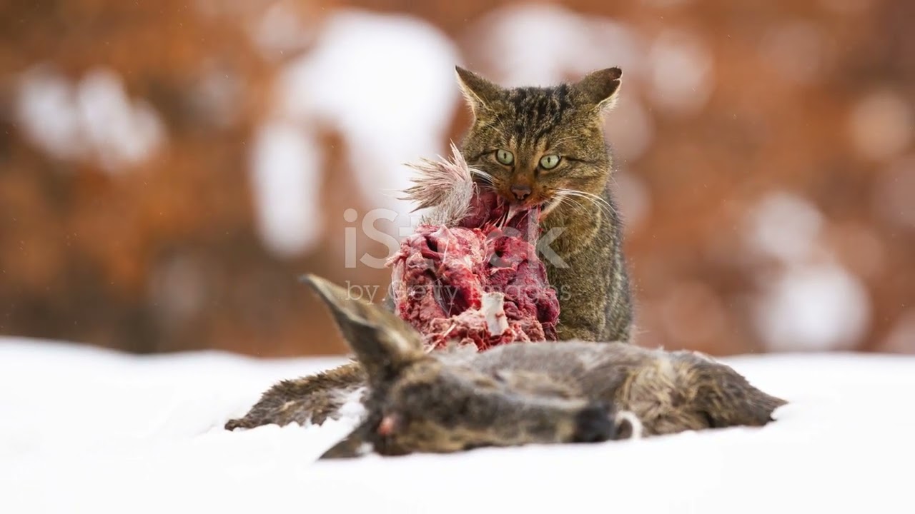 Discover Belgium’s Wildlife: Land Animals You Didn't Know Existed! 