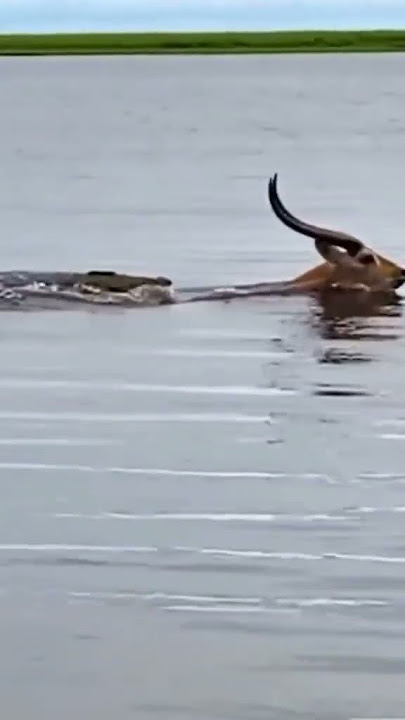 Real cerita Si Kancil(Rusa) hampir kecaplok Buaya - A crocodile chasing a deer