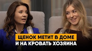 видео: Собака гадит дома. Сколько весит взрослый мальтипу. Вакцинация и ревакцинация собаки. картинка: Собака гадит дома. Сколько весит взрослый мальтипу. Вакцинация и ревакцинация собаки.