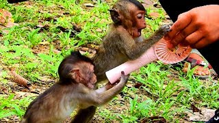 Cute Polly Lori Take Small Fan From Chines Tourist This Guy Love Baby Monkey 